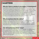 PATTLER® Marten Repellent for Car Engines - Ultrasonic Marten Repeller Under Hood for Immediate and Long-Term Protection Against Martens. Marten Deterrent for Cars Powered by 12V Car Battery - 2 Unit - Image 2