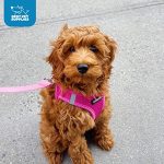 Best Pet Supplies Voyager Step-in Air Harness - All Weather Mesh, Reflective, No Pull Harness for Dogs, Cats - Secure with Hook & Loop Fastener, Buckle, Double D-Rings - Fuchsia, S - Image 3