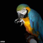 Harrison's Bird Foods Adult Lifetime Coarse Certified Organic Non-GMO Daily Maintenance Formula for Medium to Large Birds, Parrots, Cockatoos, Macaws etc, Suitable for All Life Stages 2.27kg/ 5lb - Image 2