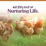 Manna Pro 7-Grain Ultimate Chicken Scratch – Non-GMO Scratch Grain Treat for Chickens, Hens and Other Birds – Natural Multigrain Blend for Poultry and Backyard Flocks – 10 lb Bag - Image 3