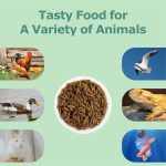 WORMSKING 5LB Dried Black Soldier Fly Larvae, More Calcium Than Dried Mealworms, High Protein Chicken Feed,Duck Food, BSFL, Duck Treats - Image 3