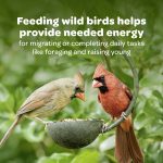 Kaytee All American Wild Bird Food Seed Blend, 5 Pound - Image 10