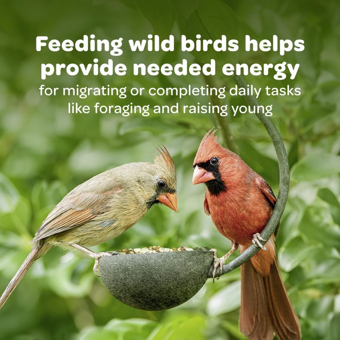 Kaytee All American Wild Bird Food Seed Blend, 5 Pound - Image 10