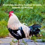 WORMSKING 5LB Dried Black Soldier Fly Larvae, More Calcium Than Dried Mealworms, High Protein Chicken Feed,Duck Food, BSFL, Duck Treats - Image 5