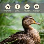 WORMSKING 5LB Dried Black Soldier Fly Larvae, More Calcium Than Dried Mealworms, High Protein Chicken Feed,Duck Food, BSFL, Duck Treats - Image 6