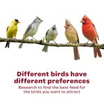 Kaytee All American Wild Bird Food Seed Blend, 5 Pound - Image 7