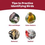 Kaytee All American Wild Bird Food Seed Blend, 5 Pound - Image 9