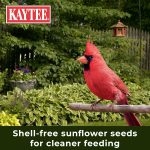 Kaytee Wild Bird (No Mess or Waste Free) Food Seed Blend For Blue Jays, Woodpeckers, Juncos, Cardinals, Grosbeaks, Sparrows, and Finches, 10 Pound, (Packaging May Vary) - Image 4